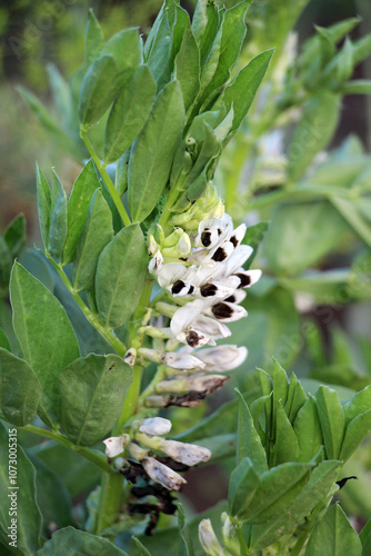 The field is blooming horse bean (Vicia faba)