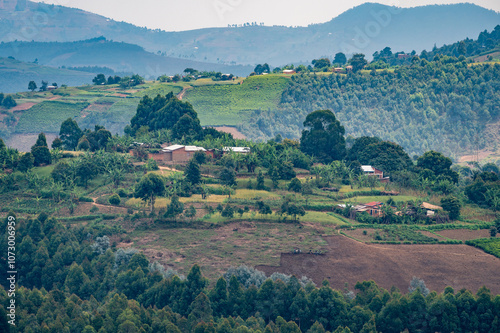 A picturesque and lush green African hillside adorned with trees, Burundi photo