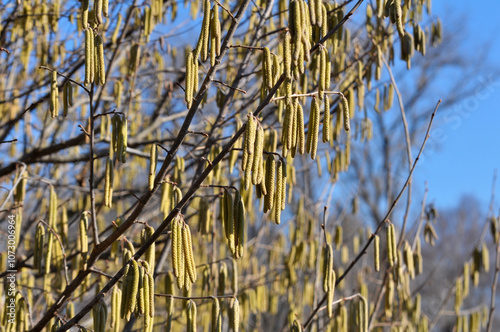 In the spring, hazel (Corylus avellana) blooms in the forest photo