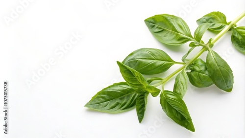 Fresh Green Basil Sprig Isolated on White Background