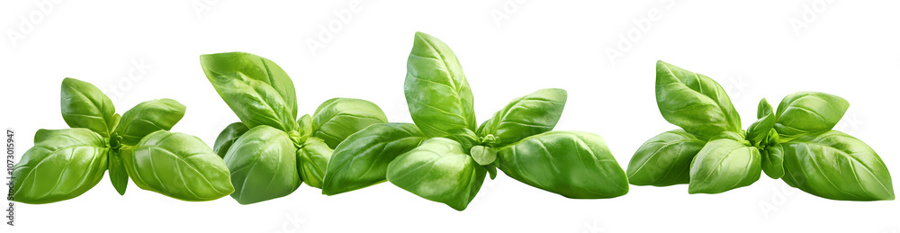 Fototapeta premium Fresh green basil leaves grown in a herb garden isolated against a transparent background