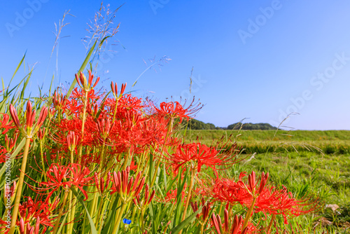 彼岸花咲く秋景色　愛知県半田市