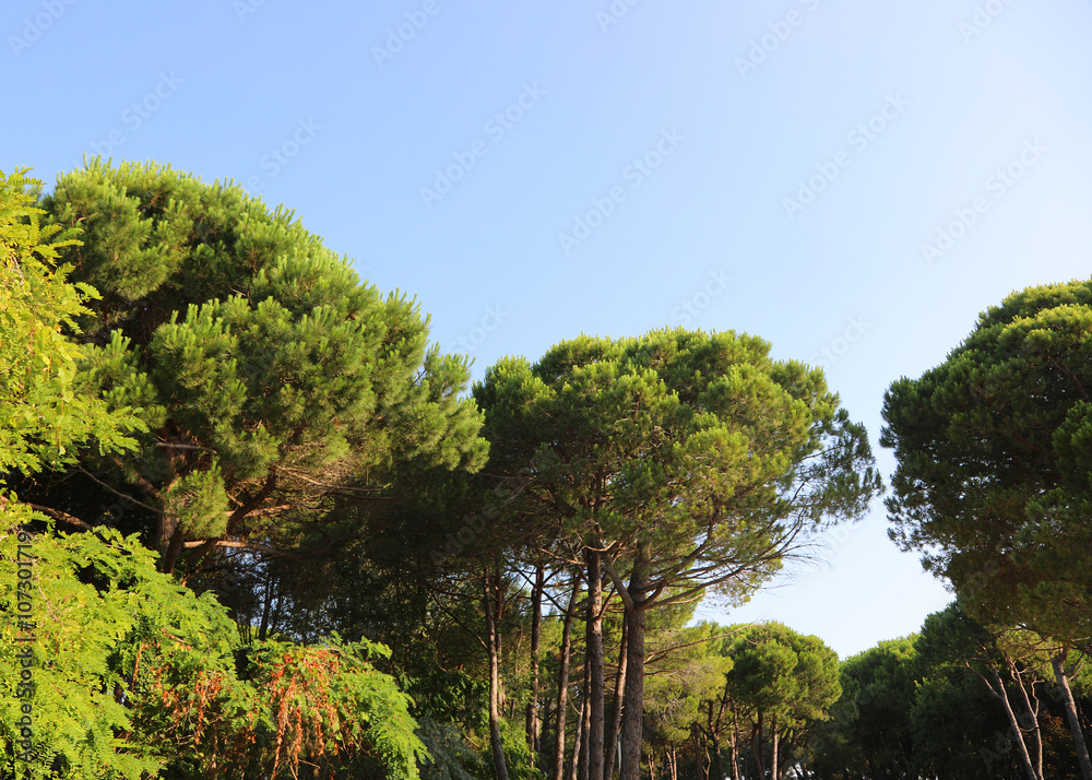 Fototapeta premium trees with dense green foliage of the maritime pine species typical of temperate mediterranean areas