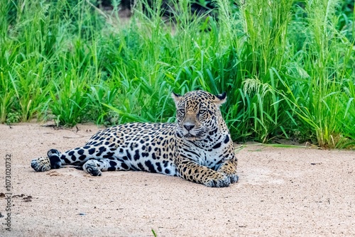 Jaguar relaxing on a sand bank in the pantanal