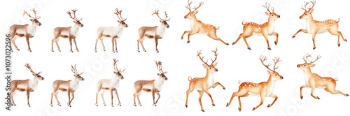 Reindeer Clip Art   Standing  Running  and Jumping Poses  on transparent background photo