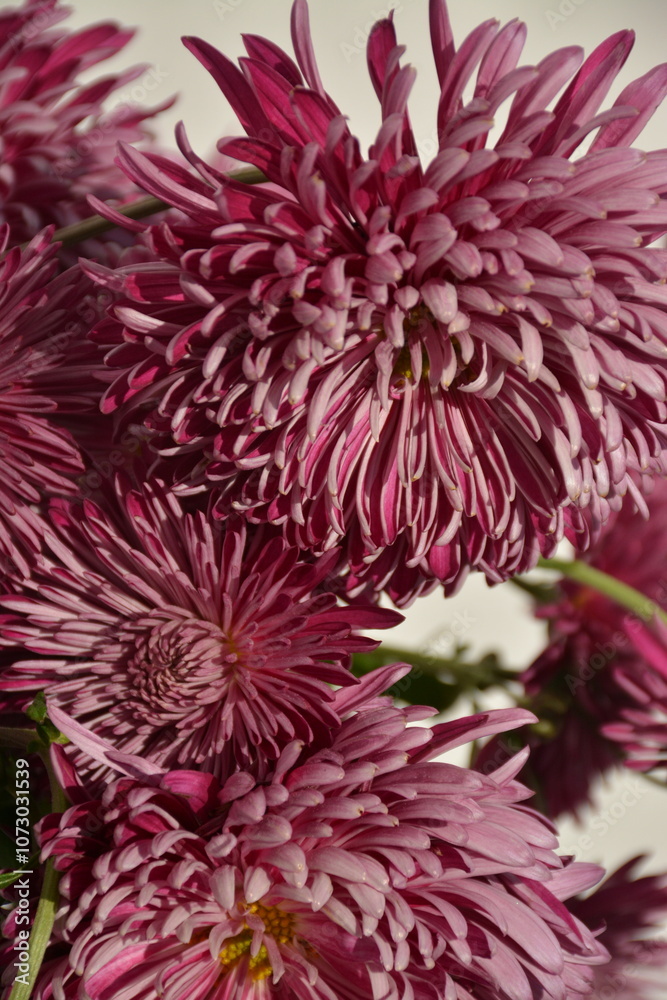 Pink colorful fluffy chrysanthemums on a light background Pink colorful fluffy chrysanthemums on a light background