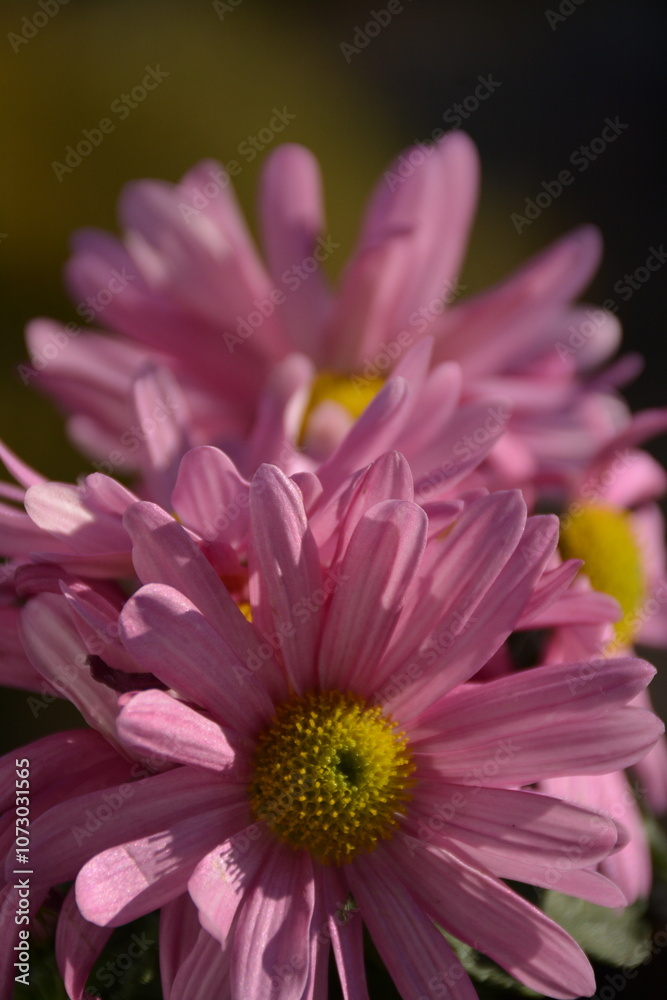 Beautiful pink flowers of chrysanthemum with a yellow middle on a blurry background