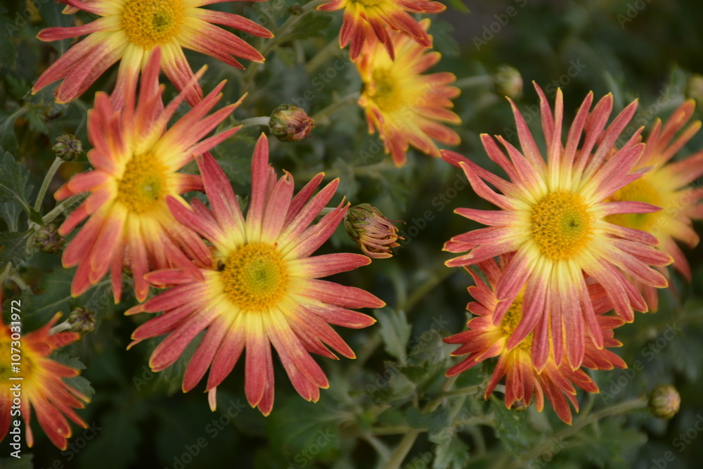 Red chrysanthemums with a yellow middle in the garden Red chrysanthemums with a yellow middle in the garden