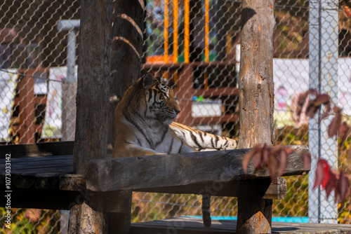 View of the Siberian tiger in the zoo photo