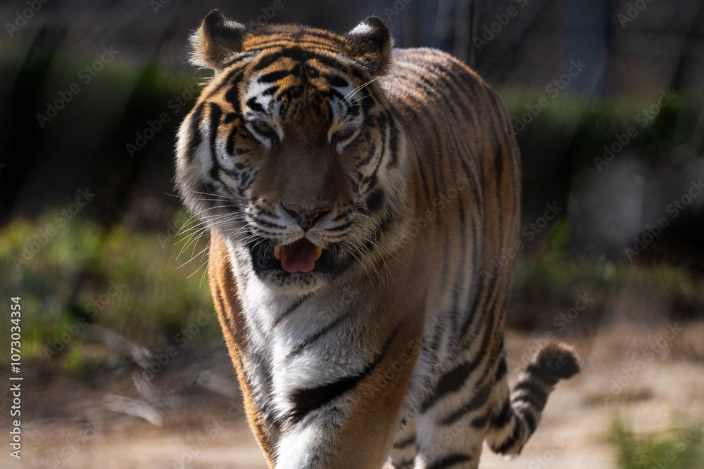 Fototapeta premium View of the Siberian tiger in the zoo