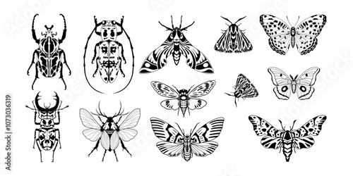 Set of insects: beetles, bugs, moths, butterflies vector graphic. Insect collection vector. Hand drawn beetle vector set. Insect illustration vector graphic. Bugs vector set