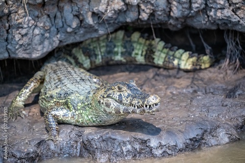 Small caiman on the muddy river bank in the Pantanal