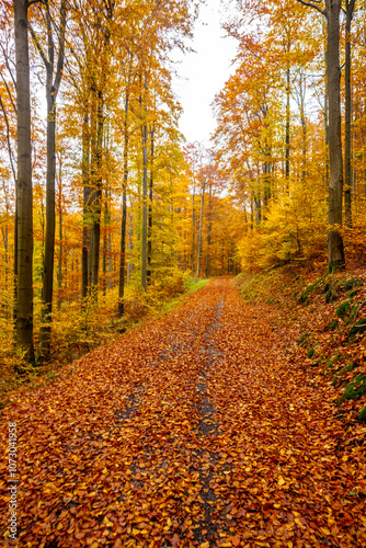 Eine herbstliche Fahrradtour durch den Thüringer Wald auf dem Mommelstein Radweg zwischen Schmalkalden und Brotterode - Thüringen - Deutschland