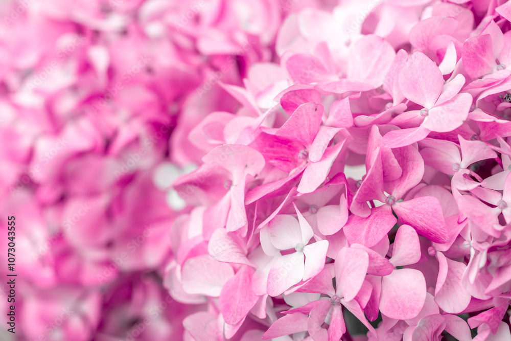 Naklejka premium Pink flowers close up. Bouquet of purple flowers. City flower beds, a beautiful and well-groomed garden with flowering bushes.