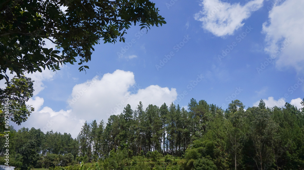 Obraz premium Pine tree with blue sky and clouds on background
