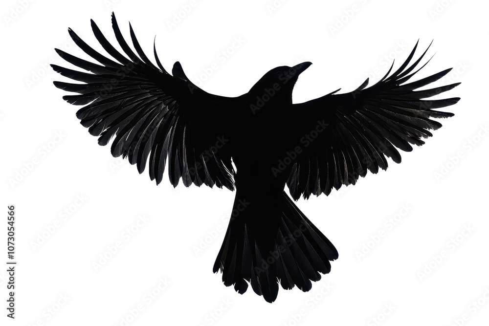 Obraz premium A silhouetted bird with outstretched wings, prominently showcasing its form in flight.