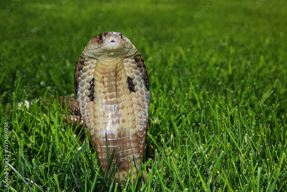 Fototapeta premium Monocled Cobra (Naja kaouthia)