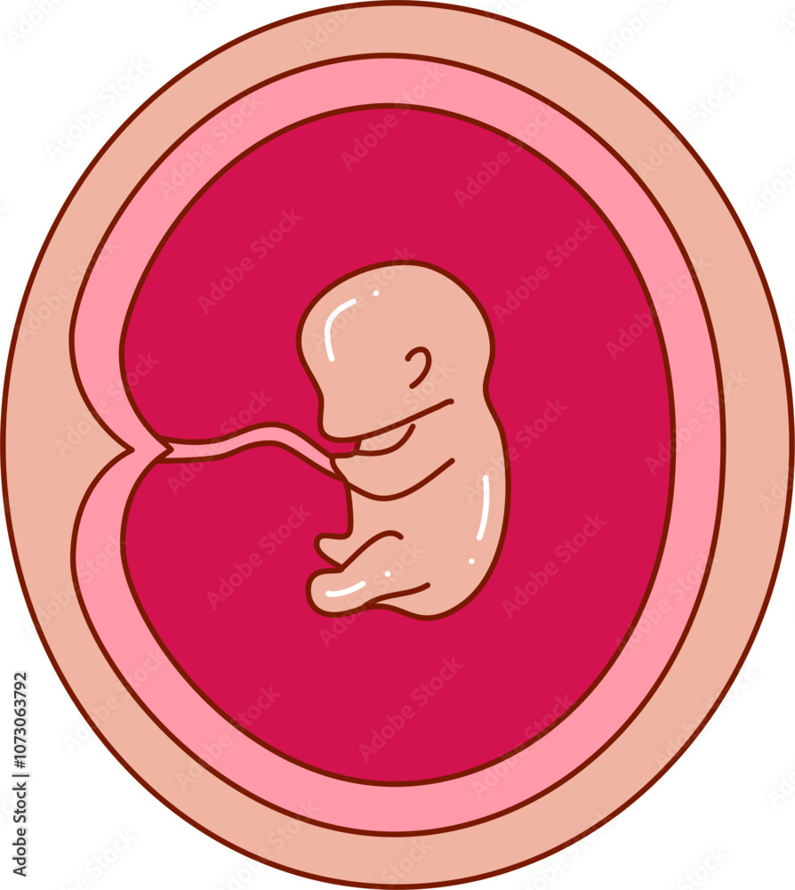 Human embryonic development illustration Human embryonic development illustration