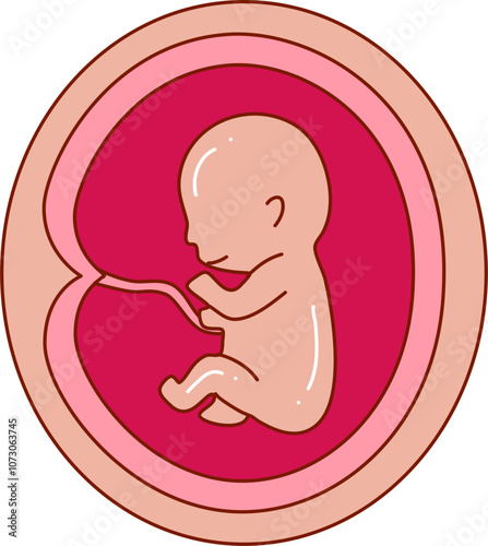 Human embryonic development illustration 