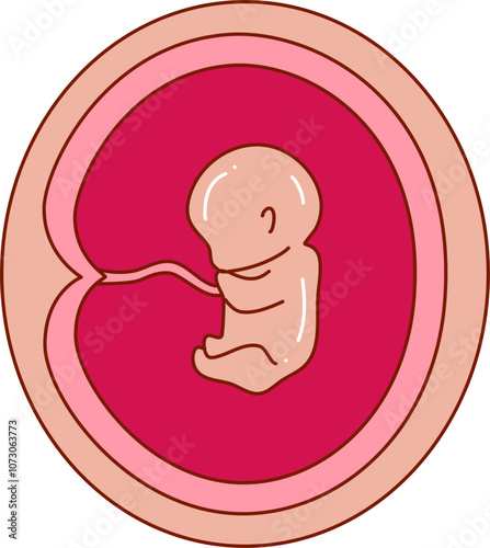Human embryonic development illustration 