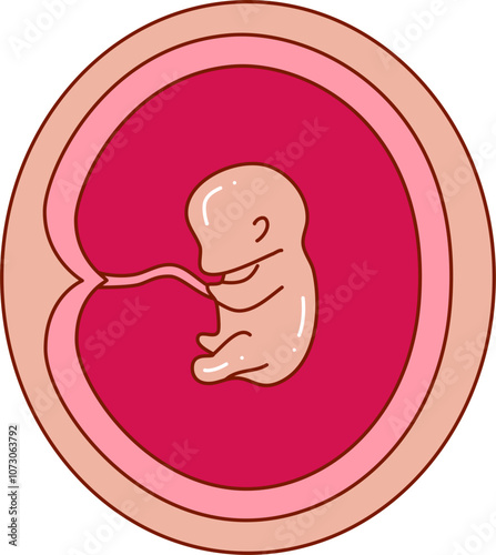 Human embryonic development illustration 