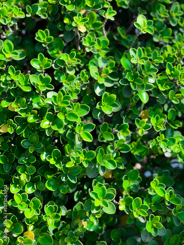 green leaves background