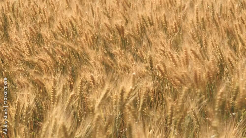 ears wheat field sky summer farm. griculture. farming. Ears golden wheat close-up. Rural scenery wheat field. Agricultural industry. field. environmentally friendly grain. eco friendly wheat farm.