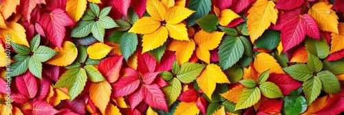 An abstract colorful background showcases an assortment of beautiful colored leaves arranged in a seemingly random yet harmonious pattern, abstract colorful background, colored leaves photo