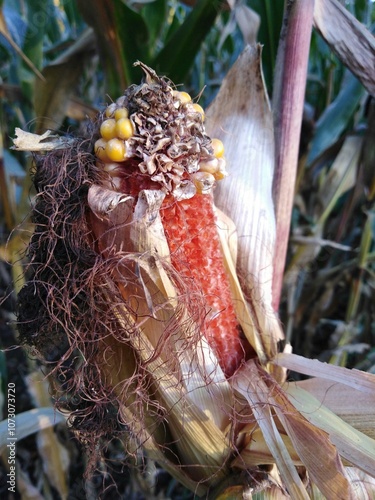 Corn cobs rotting on the stalk at the experimental farm photo