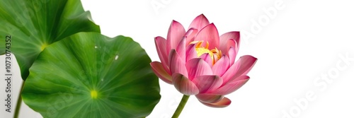 Close-up of a vibrant lotus flower isolated on a clean white background, tranquility, close-up, lotus