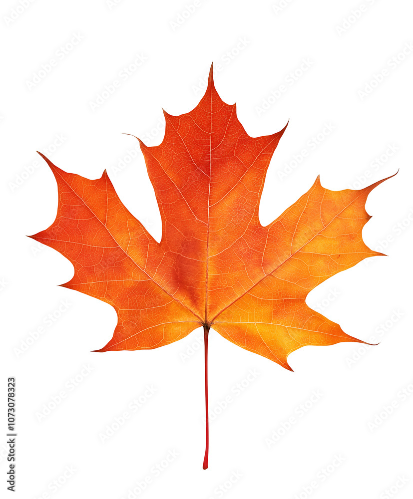 Obraz premium Vibrant orange autumn maple leaf. Isolated on transparent white background, png