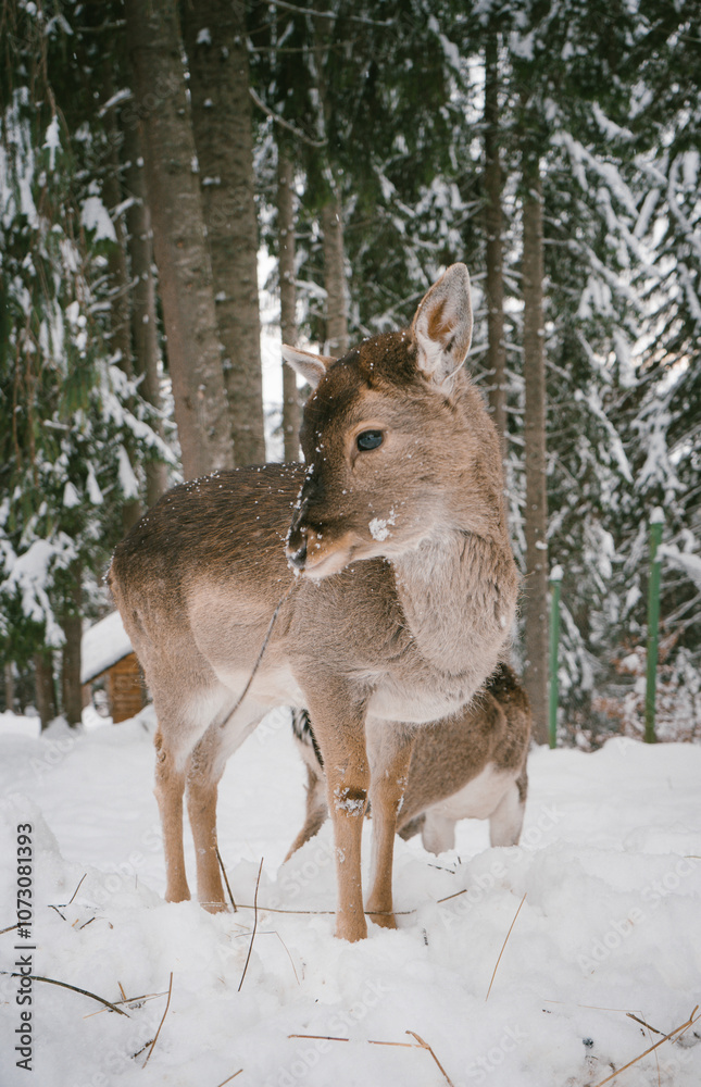 Young Deer Exploring Snow in a Winter Forest with Snow-Covered Trees Young Deer Exploring Snow in a Winter Forest with Snow-Covered Trees