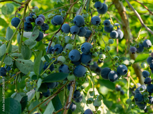 A vibrant blue huckleberry bush displaying clusters of ripening blueberries in a well-tended garden