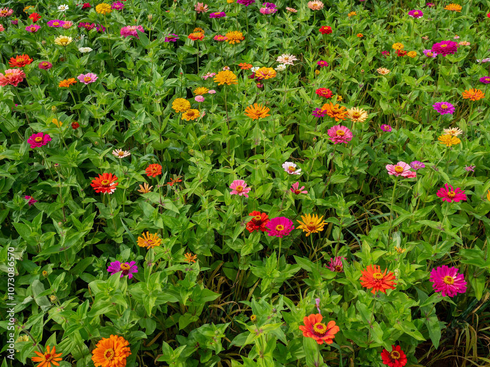 Naklejka premium Multicolor blooming front garden. Outdoor summer gardening. Multi-colored flower bed in the park. Lots of beautiful summer flowers. Lush bright flowering in the garden.