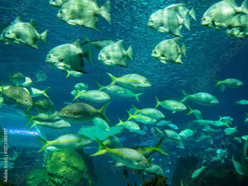 School of sarpa salpa in the mediterranean sea photo