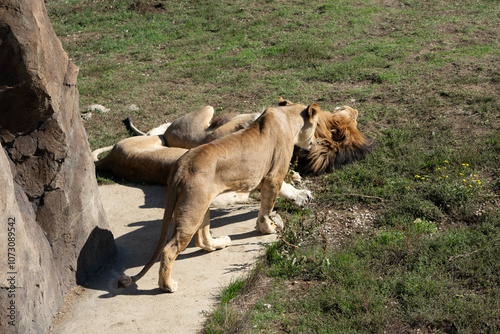 Lion Pride Africa Savanna - Two lions resting in a grassy savanna in Africa. photo