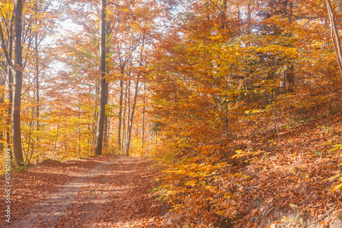 Fototapeta Naklejka Na Ścianę i Meble -  Poland, Europe, Central Europe, Maloposka, Beskidy Mountains, common beech forest after leafdrop, autumn