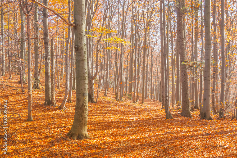 Fototapeta premium Poland, Europe, Central Europe, Malopolska, Beskidy Mountains, common beech forest after leafdrop, autumn