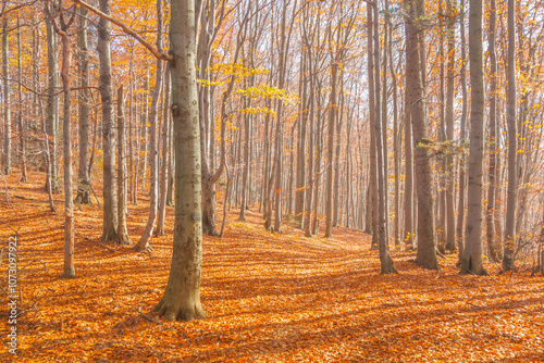 Fototapeta Naklejka Na Ścianę i Meble -  Poland, Europe, Central Europe, Malopolska, Beskidy Mountains, common beech forest after leafdrop, autumn