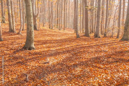 Poland, Europe, Central Europe, Malopolska, Beskidy Mountains, common beech forest after leafdrop, autumn photo