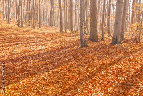 Poland, Europe, Central Europe, Malopolska, Beskidy Mountains, common beech forest after leafdrop, autumn