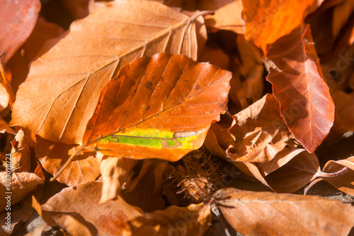 Fototapeta Naklejka Na Ścianę i Meble -  Poland, Europe, Central Europe, Maloposka, Beskidy Mountains, common beech leaves