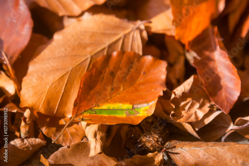 Fototapeta Naklejka Na Ścianę i Meble -  Poland, Europe, Central Europe, Maloposka, Beskidy Mountains, common beech leaves