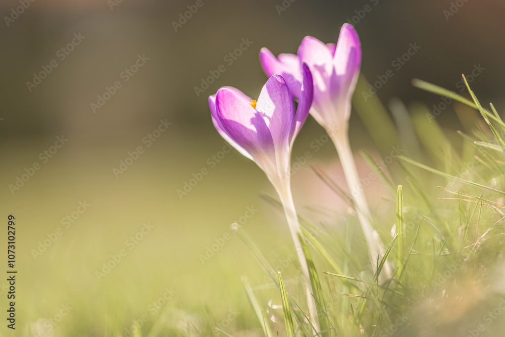 Fototapeta premium Violette Krokus Blumen im Frühling mit fliegenden Bienen die Honig sammeln, Deutschland