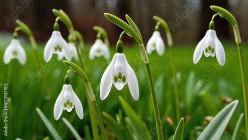 Macro Close-Up of the First White Snowdrop Bloom Bud Highlighting Nature's Beauty and Resilience