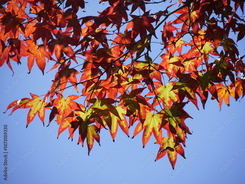 Maple leaves turning red in october, fall foliage season. Autumn background. momiji in Japan with sunlight and blue sky Maple leaves turning red in october, fall foliage season. Autumn background. momiji in Japan with sunlight and blue sky
