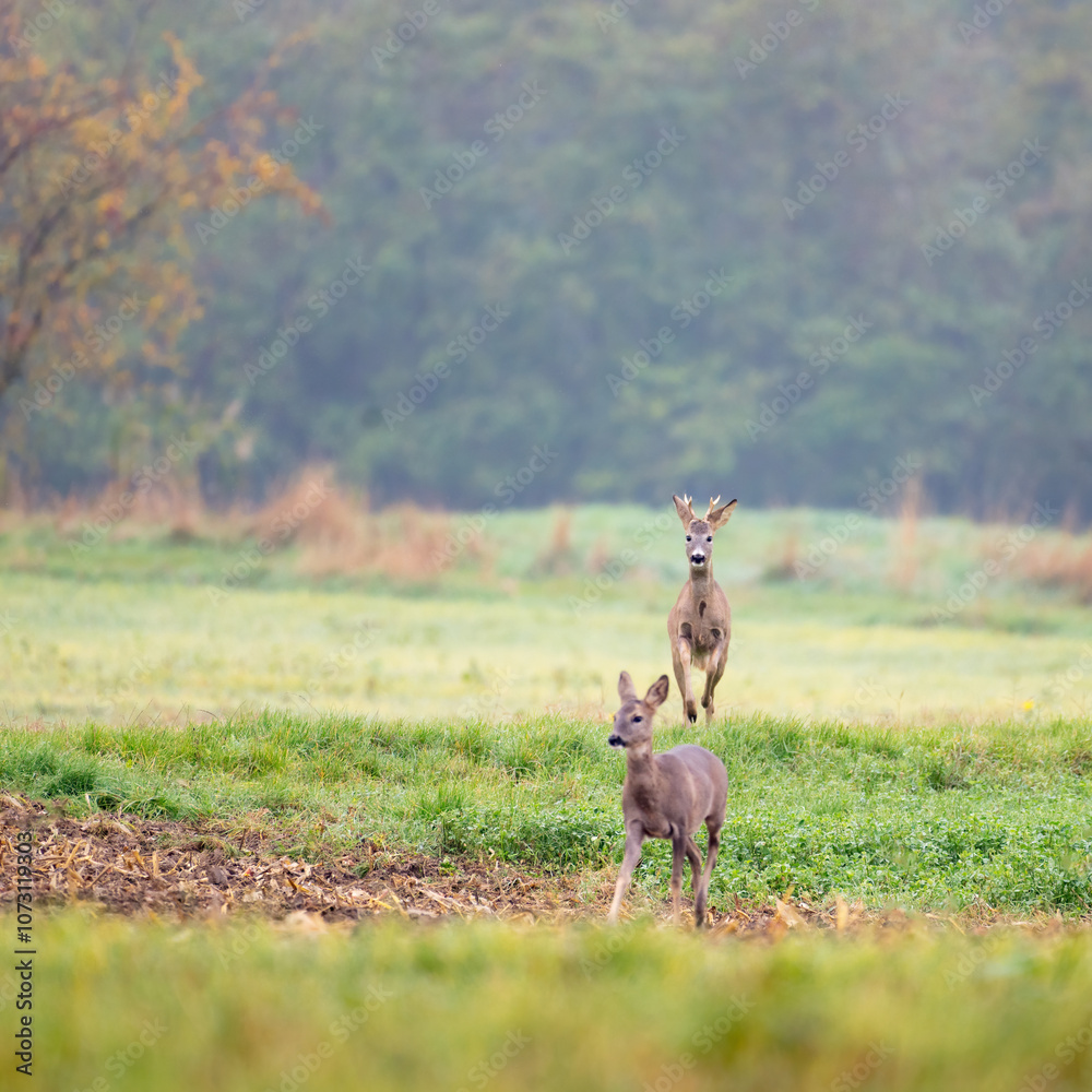 Roe deer buck with big antlers chasing doe on stubble field in rutting season. Courting behavior of wild animals in agricultural countryside. Concept of love between mammals. Roe deer buck with big antlers chasing doe on stubble field in rutting season. Courting behavior of wild animals in agricultural countryside. Concept of love between mammals.