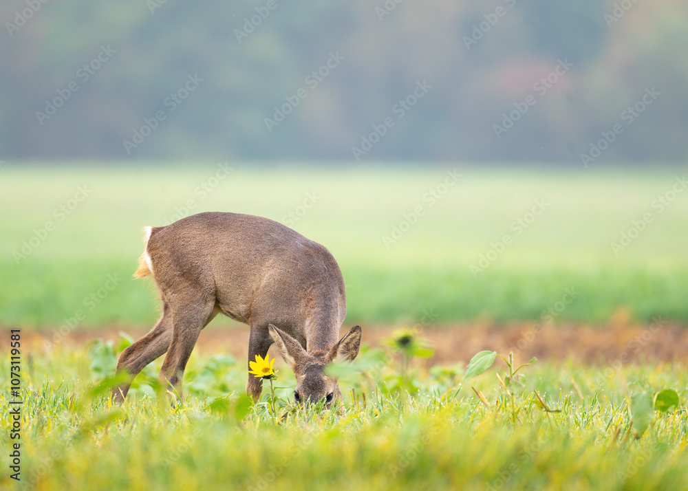 Single roe deer in a green field Single roe deer in a green field