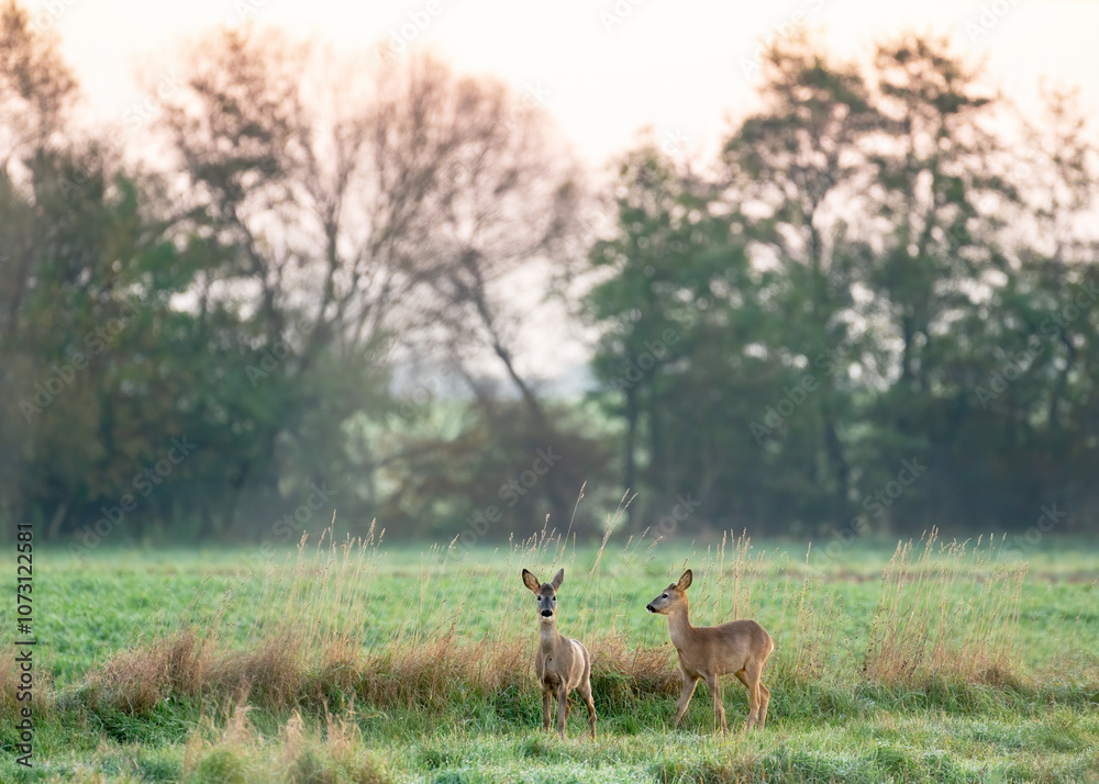 Two young roe deer stand on the meadow. Capreolus capreolus. Portrait of two fawn deer.
