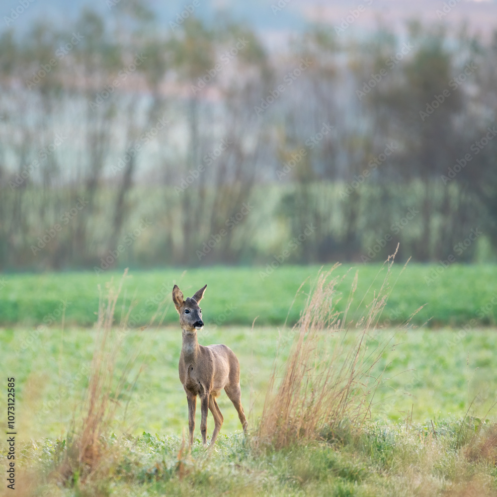 European roe deer (Capreolus capreolus) standing in a meadow and looking attentively European roe deer (Capreolus capreolus) standing in a meadow and looking attentively